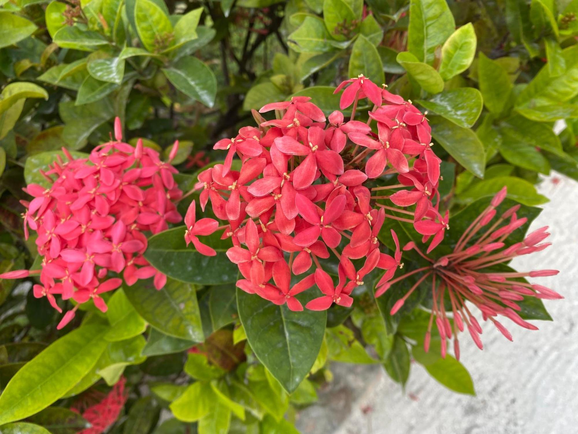 St. George'S Caye Resort Belize City Zewnętrze zdjęcie